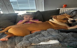 Staffordshire Bull Terrier dogs for sale: staffy for sale  - Image 4