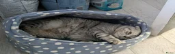 Scottish Fold cats for stud: Scottish Fold Stud - Advert 5