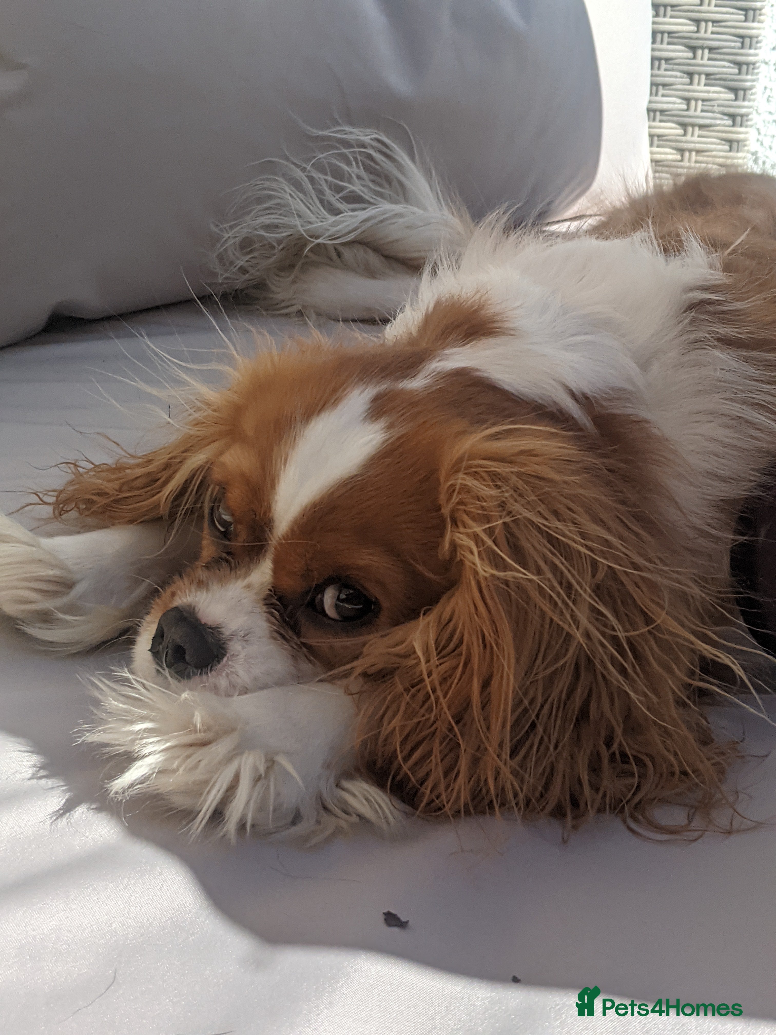 Cavalier King Charles Spaniel dogs Healthy, lively 2 year old Cavalier (neutered) - Advert 1