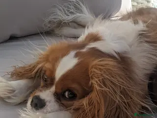 Cavalier King Charles Spaniel dogs Healthy, lively 2 year old Cavalier (neutered) - Advert 1