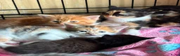Domestic Shorthair cats for adoption: Playful Kittens- Adopt from Cats In Crisis EastLdn - Advert 11
