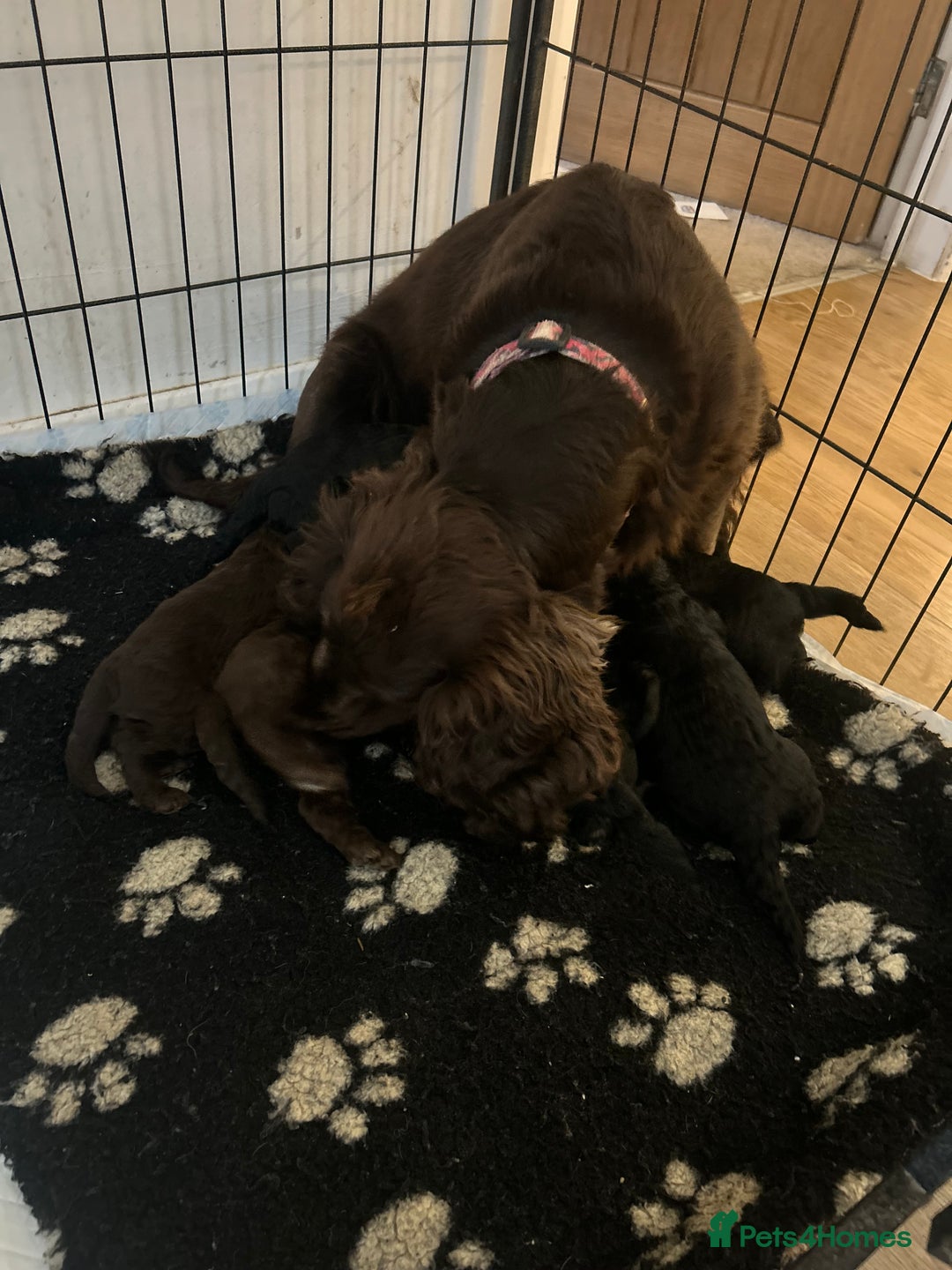 Cockapoo dogs for sale: Cockapoo  puppy’s boys and girls  - Advert 1