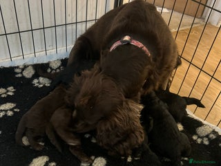 Cockapoo dogs Cockapoo puppy’s boys and girls - Advert 3