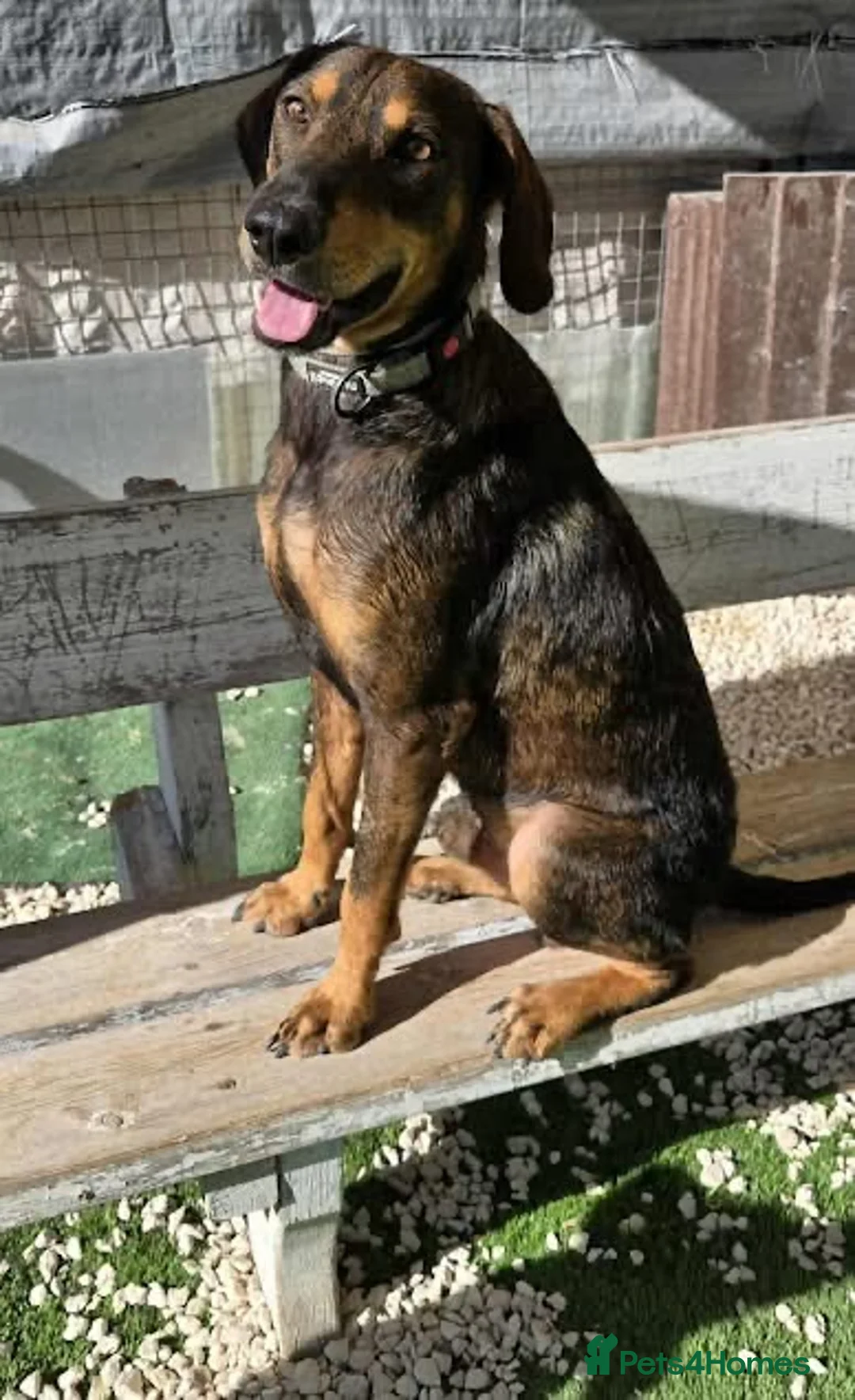 Mixed Breed dogs for adoption: Argos the true gent  - Advert 7