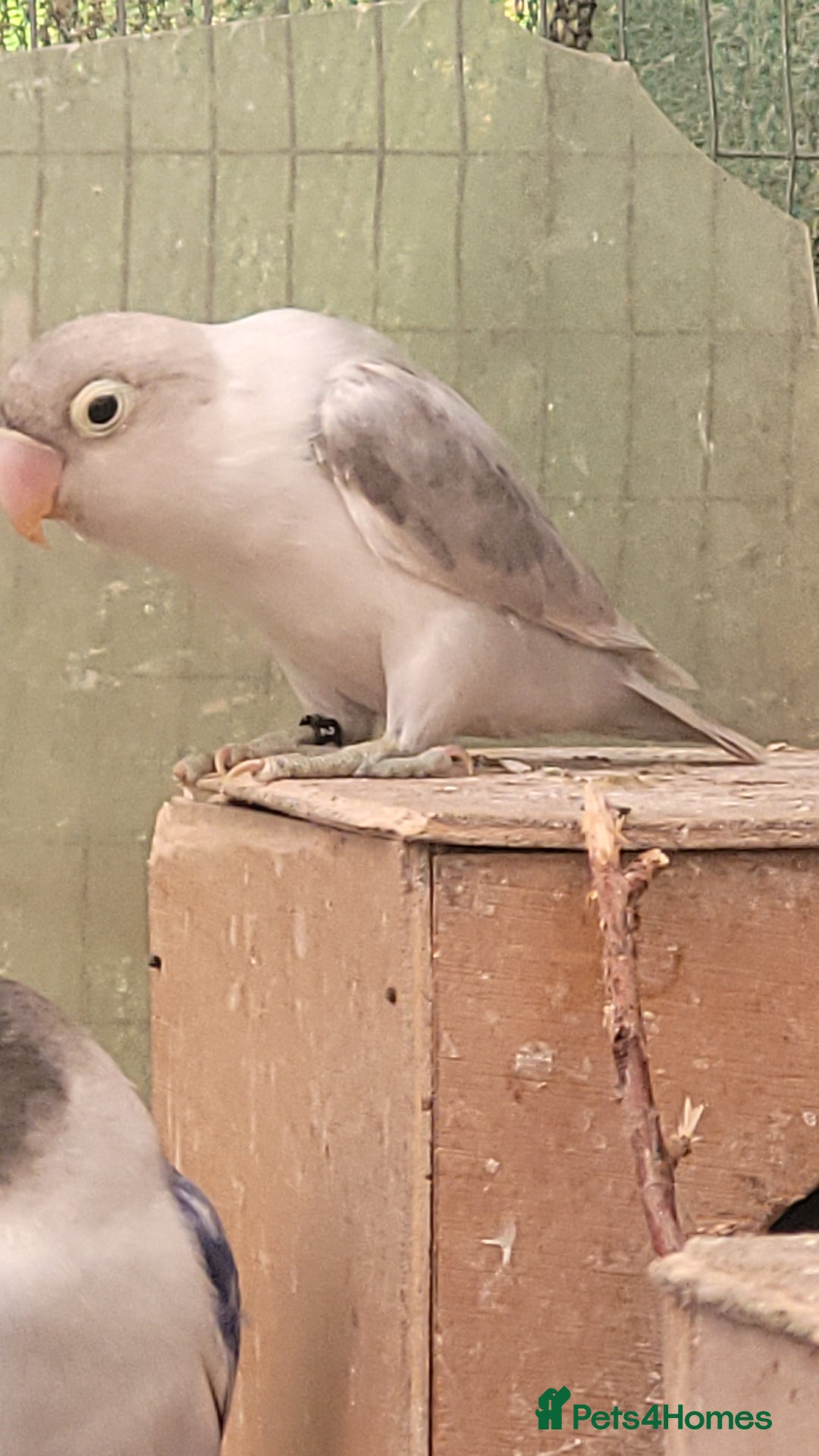 Lovebirds birds for sale: 2025 Bred Masked Lovebirds - Image 3