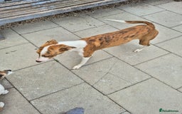 Greyhound dogs for sale: 2 Female Greyhounds - Image 6