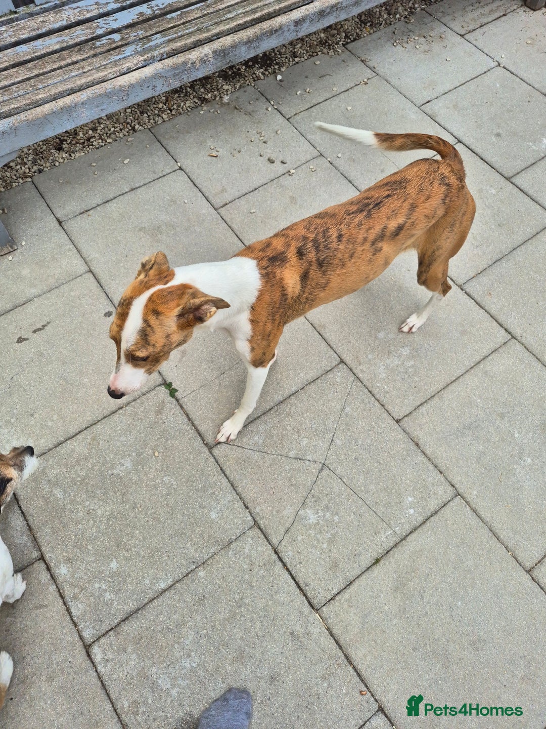 Greyhound dogs for sale: 2 Female Greyhounds - Image 6