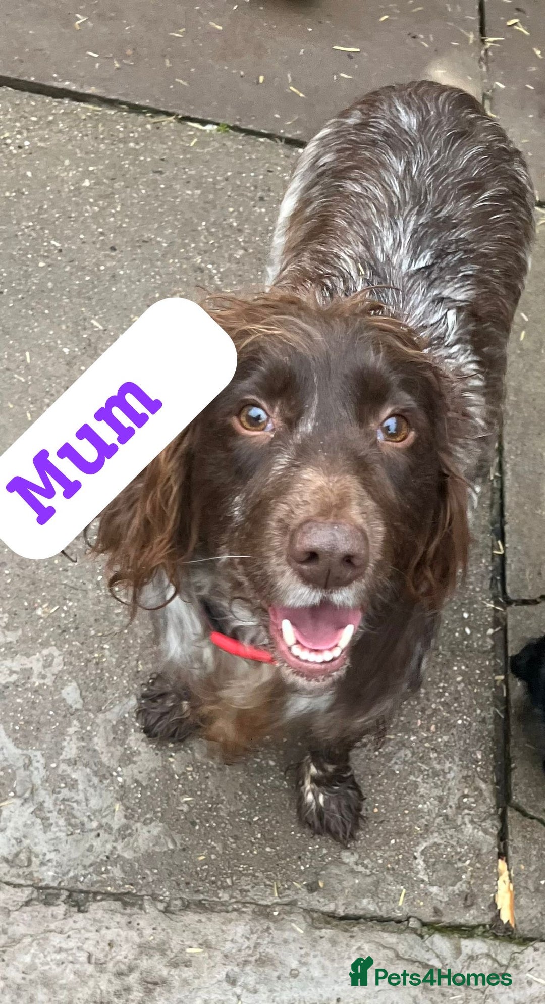 Cocker Spaniel dogs for sale: Cocker spaniel  - Advert 1