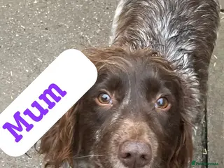 Cocker Spaniel dogs Cocker spaniel - Advert 15