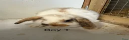 Mini Lop rabbits for sale: Beautiful mini lop bunnies  - Advert 7
