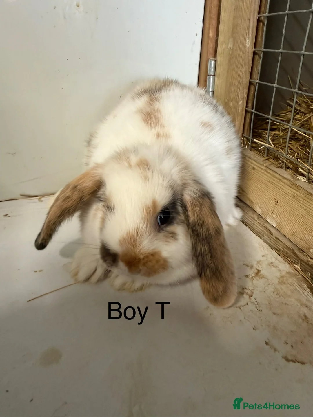 Mini Lop rabbits for sale: Beautiful mini lop bunnies  - Advert 6