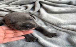 Staffordshire Bull Terrier dogs for sale: 💙💙Champion bloodline blue staffy pups !!!💙💙 - Image 5