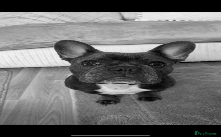 French Bulldog dogs - Advert 2