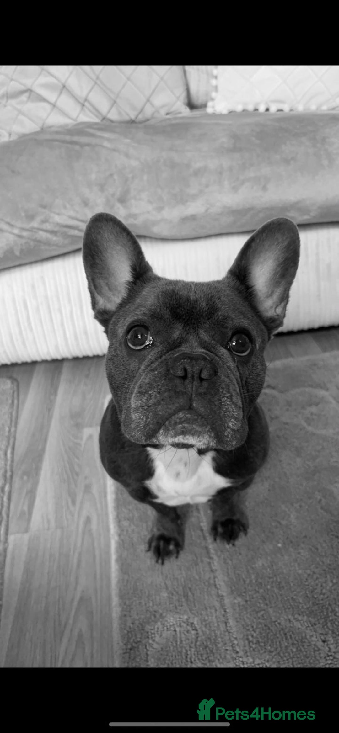 French Bulldog dogs for sale: Female French bulldog  - Image 1