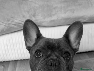 French Bulldog dogs - Advert 36