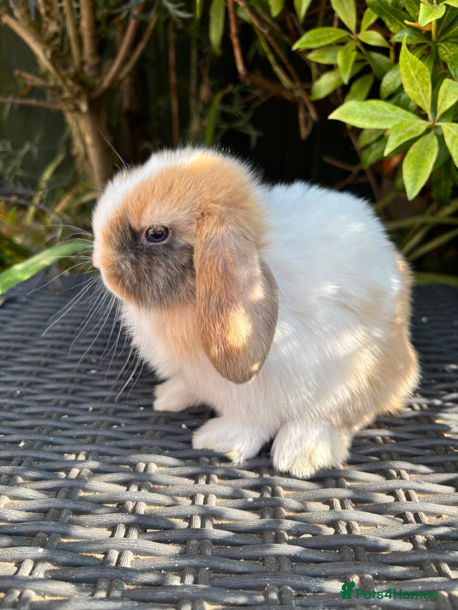 Mini Lop rabbits Ready to leave. Mini lop babies  - Advert 2