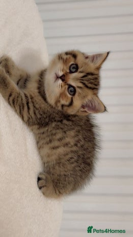 British Shorthair cats - Advert 4