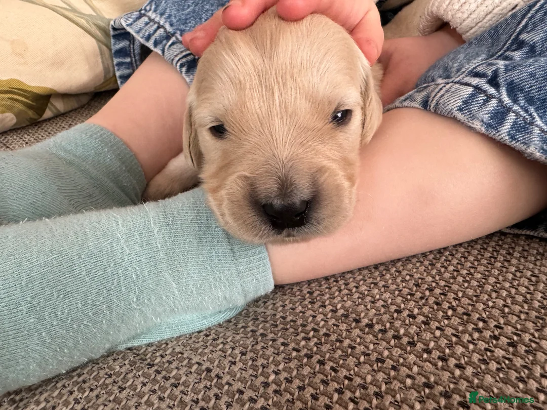 Golden Retriever dogs for sale: Beautiful Golden Retriever puppies in Berkeley - Advert 4