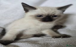 Ragdoll cats for sale: Beautiful Ragdoll cross kittens.  - Image 6