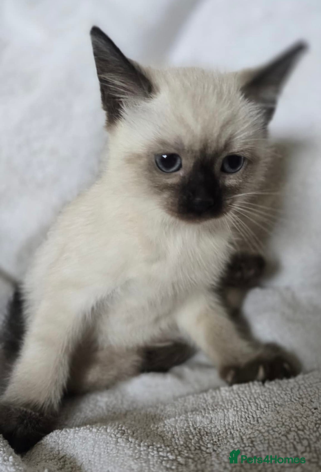 Ragdoll cats for sale: Beautiful Ragdoll cross kittens.  - Image 6