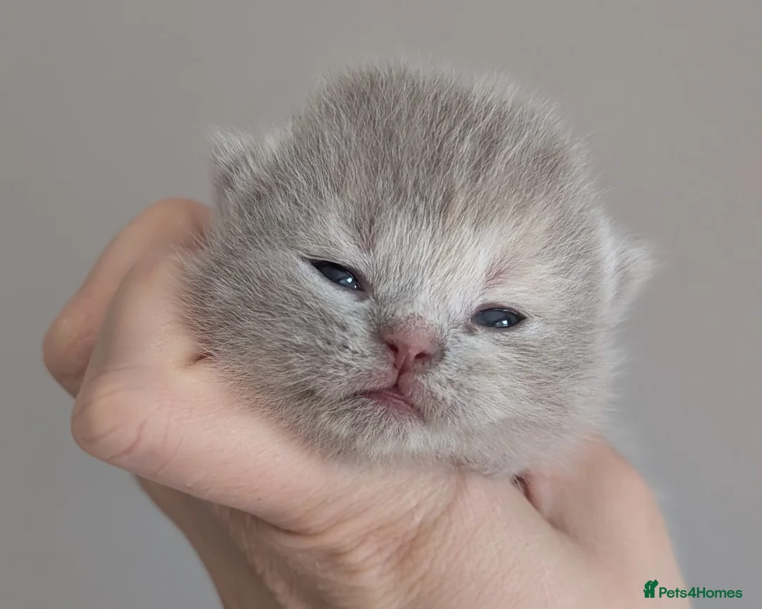 British Shorthair cats for sale: Gorgeous British shorthair kittens and 1 longhair  - Advert 1