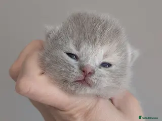 British Shorthair cats Gorgeous British shorthair kittens and 1 longhair - Advert 3