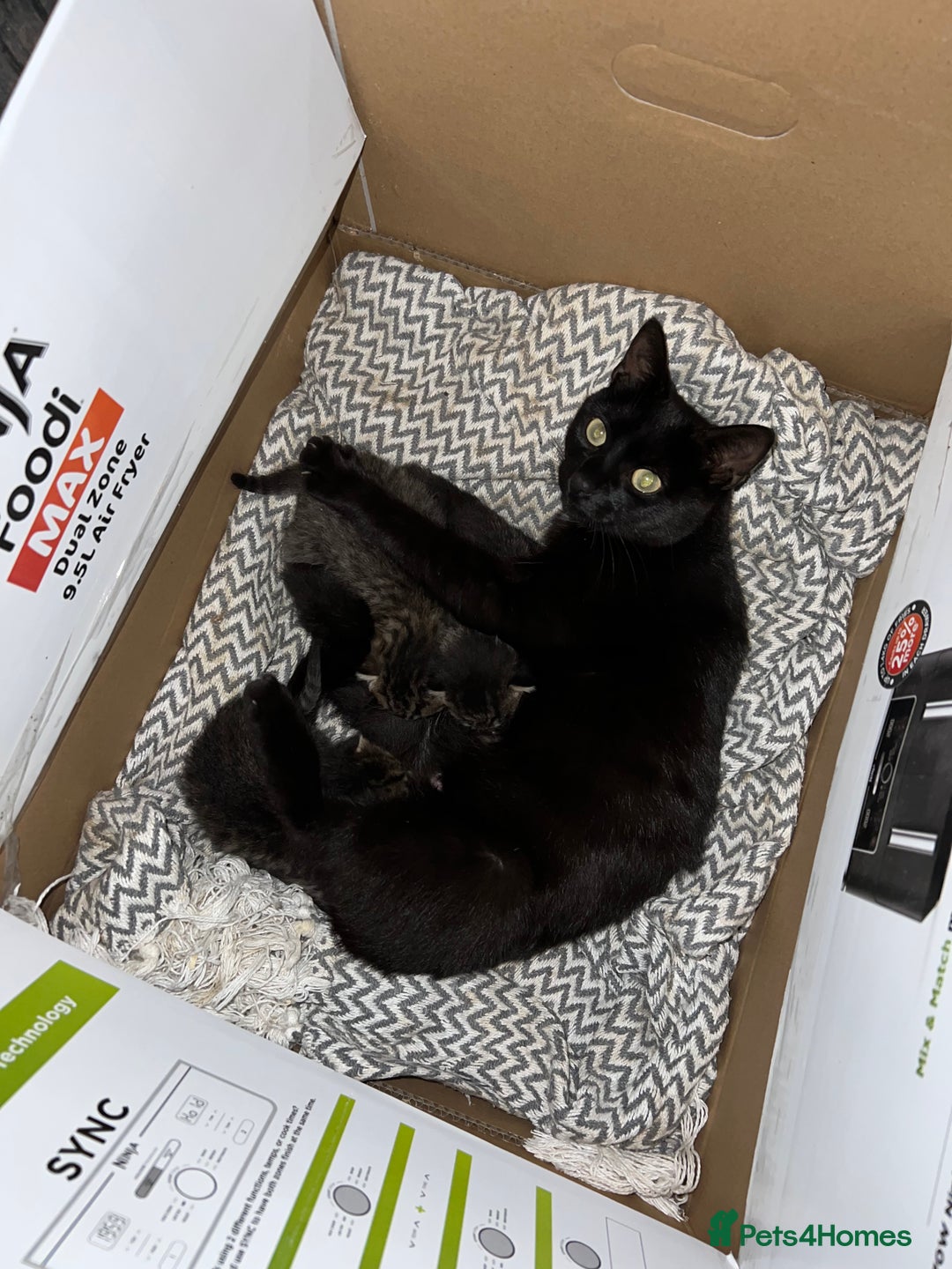 Mixed Breed cats for sale: 3 kittens for sale  - Image 3