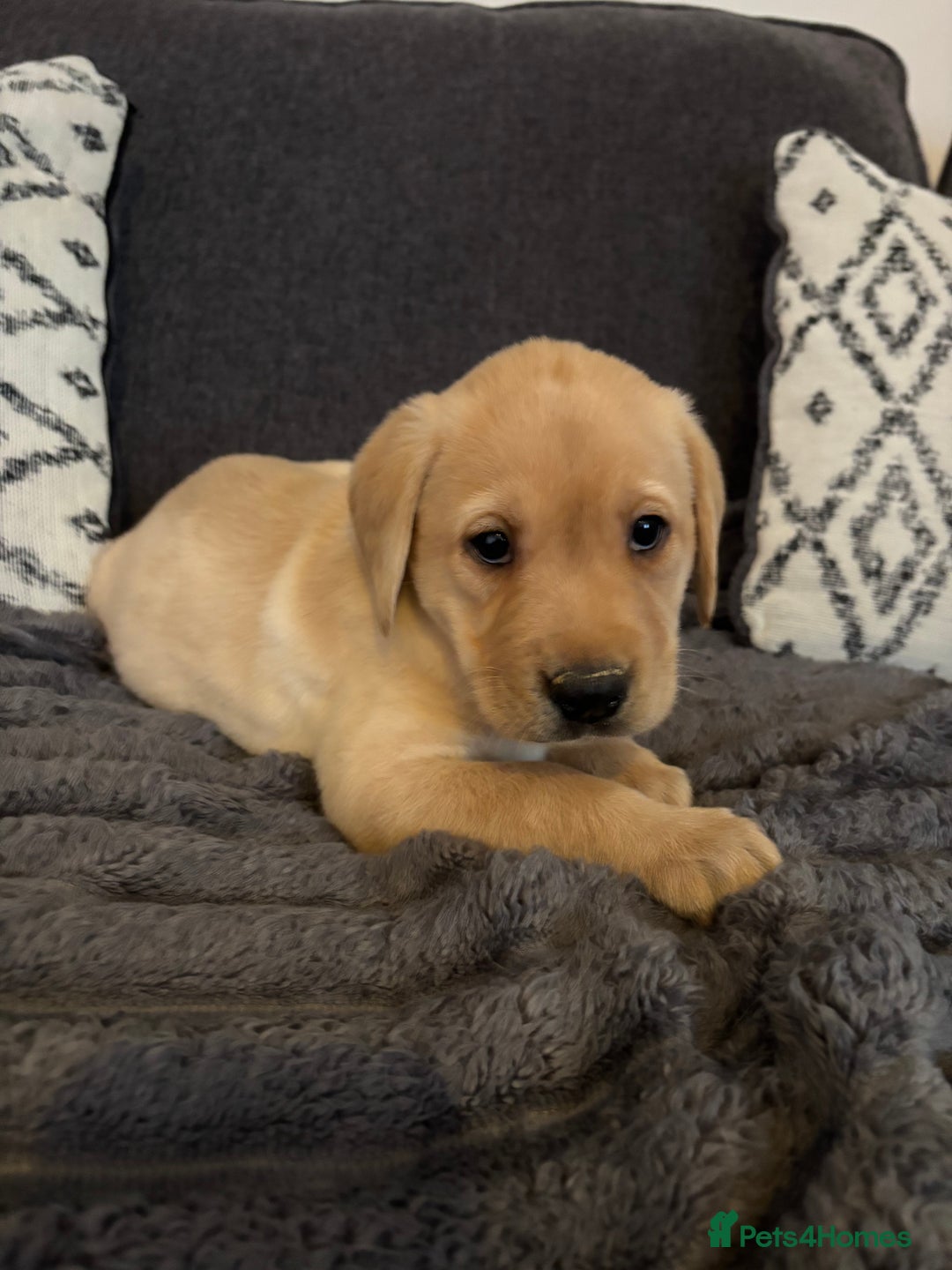 Labrador Retriever dogs for sale: KC registered Labrador retriever pups - Advert 10