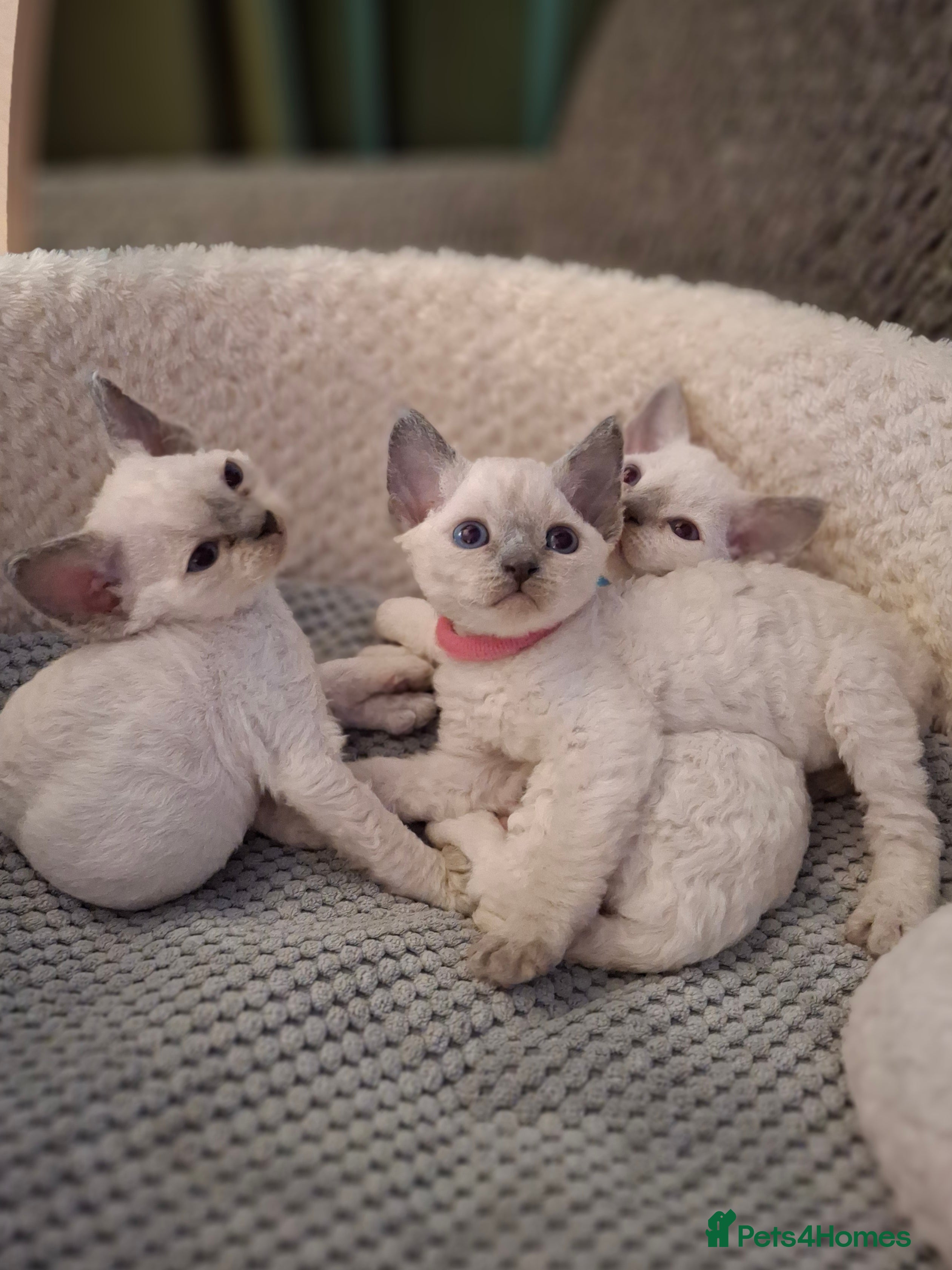 Devon Rex cats 🌸 Wonderful Devon Rex Kittens FIFE registered  🌸 - Advert 15