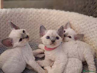 Devon Rex cats 🌸 Wonderful Devon Rex Kittens FIFE registered 🌸 - Advert 6