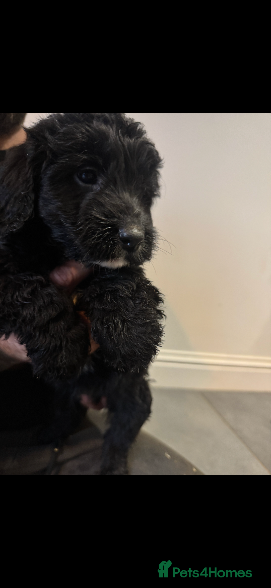 Cockapoo dogs for sale: F1 cockapoos  - Advert 15