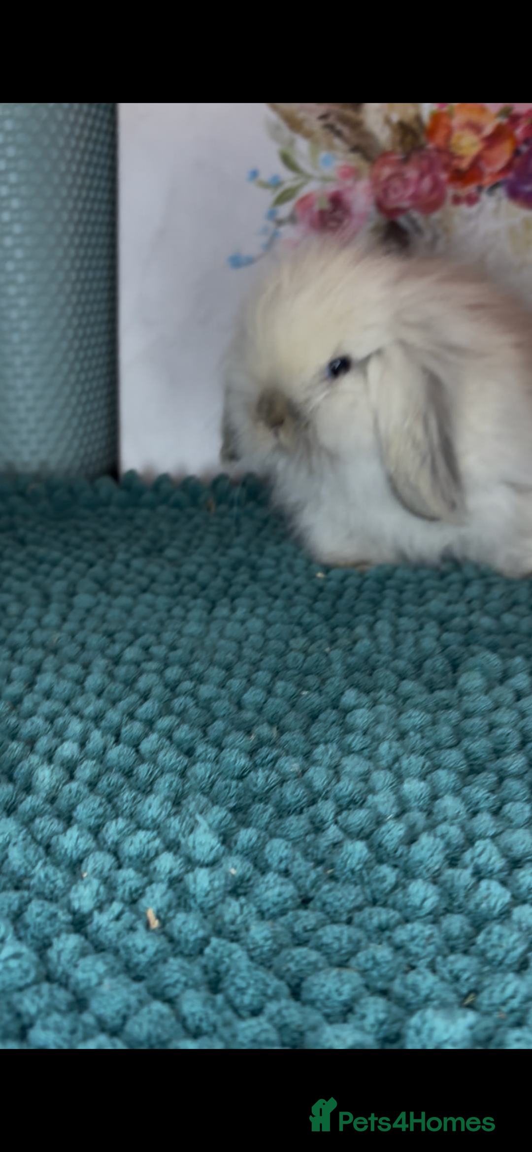 Mini Lion Lop rabbits for sale: Gorgeous fluffy mini lion lop baby bunnies - Image 6