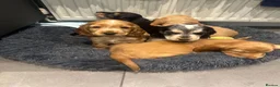 Cocker Spaniel dogs for sale: Stunning KC Pedigree Show type Cocker Spaniels - Advert 5