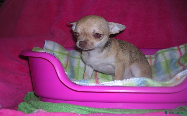 Chihuahua dogs - Advert 5