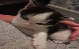 Domestic Shorthair cats for sale: 2 female kittens  - Image 4
