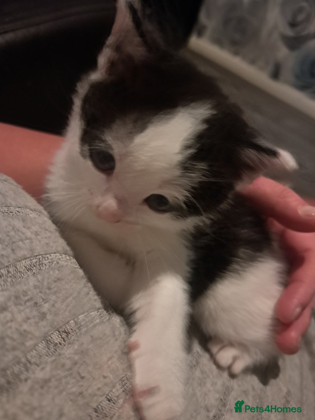 Domestic Shorthair cats for sale: 2 female kittens  - Image 4