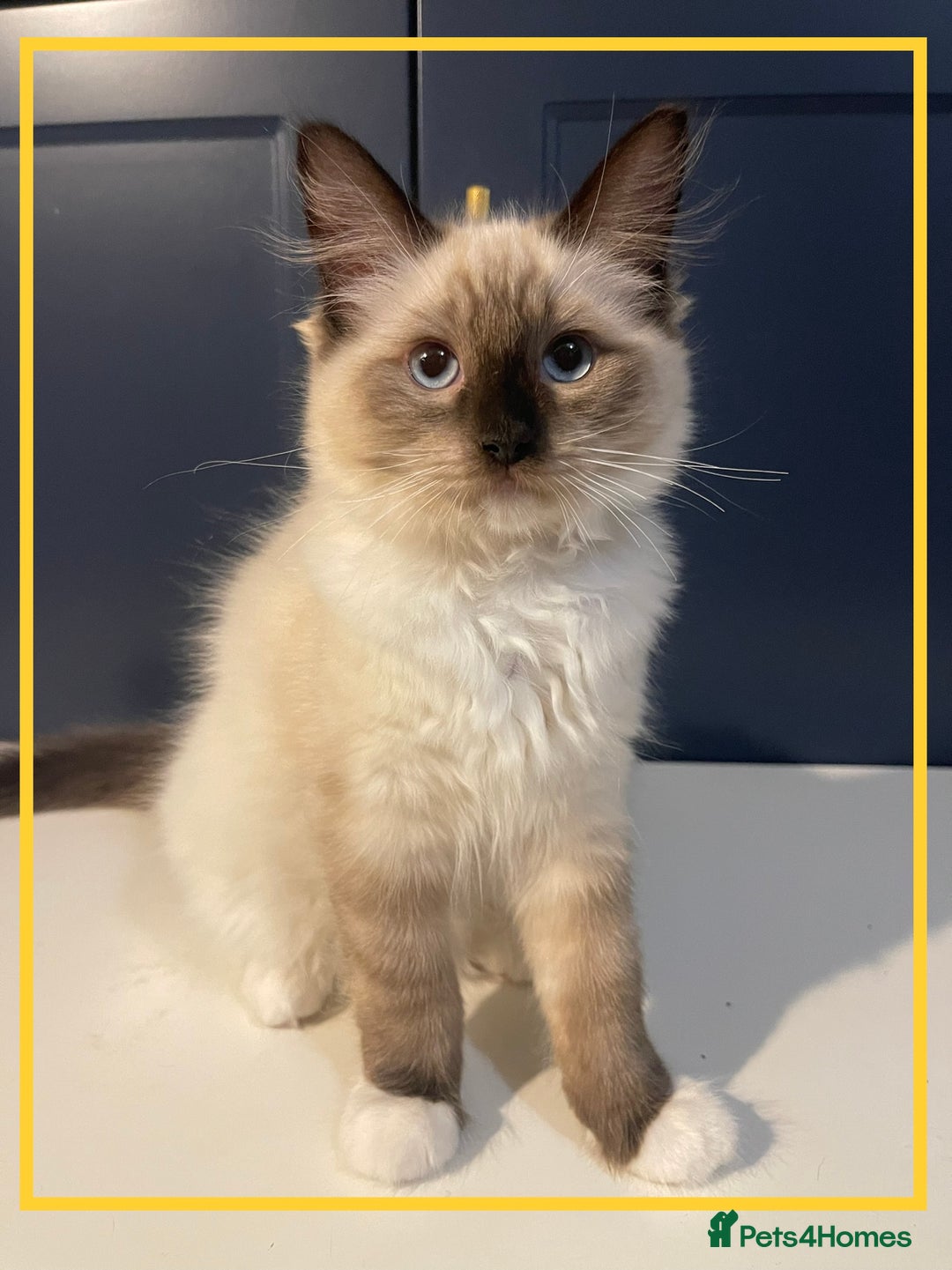 Ragdoll cats for sale: Ragdoll kittens ready now  !💞  - Image 14
