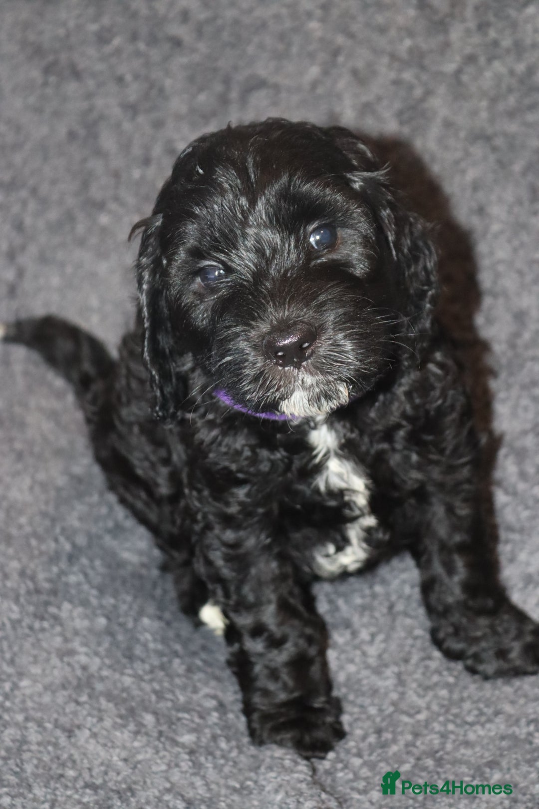 Cockapoo dogs for sale: Adorable Puppies Looking for Their Forever Homes! - Advert 8
