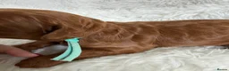 Mini Goldendoodle dogs for sale: Top quality, health tested multi gen DoubleDoodles - Advert 20