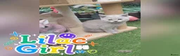 British Shorthair cats for sale: 🖤💜 British Shorthair Kittens 💜🖤 - Advert 6