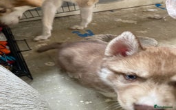 Siberian Husky dogs for sale: Brown girl Siberian husky.  - Image 4