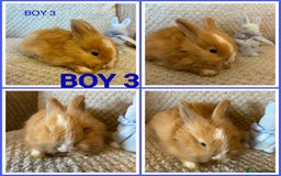Angora rabbits for sale: English full faced Angora babies  - Image 3