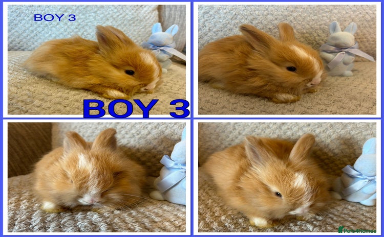 Angora rabbits - Advert 1