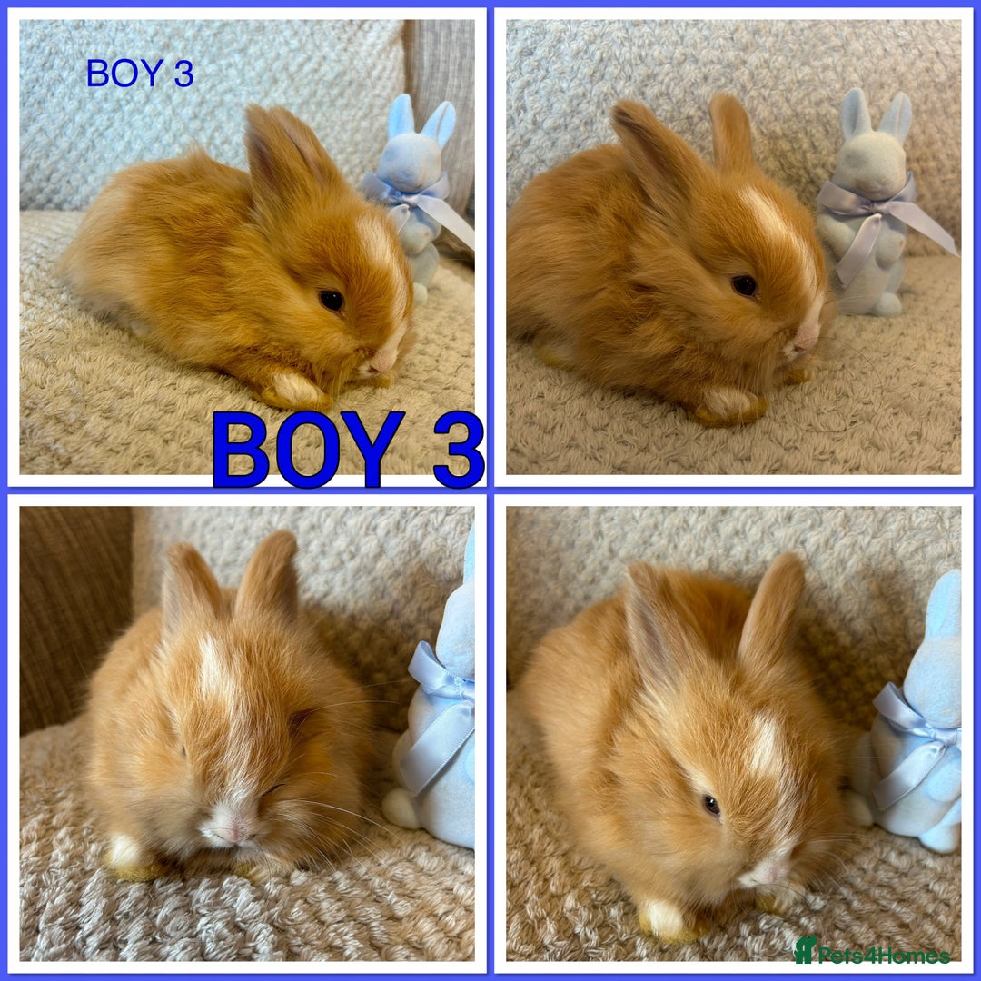 Angora rabbits for sale: English full faced Angora babies  - Image 3