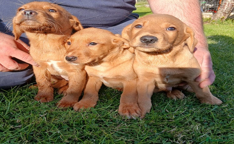 Labrador Retriever dogs - Advert 1