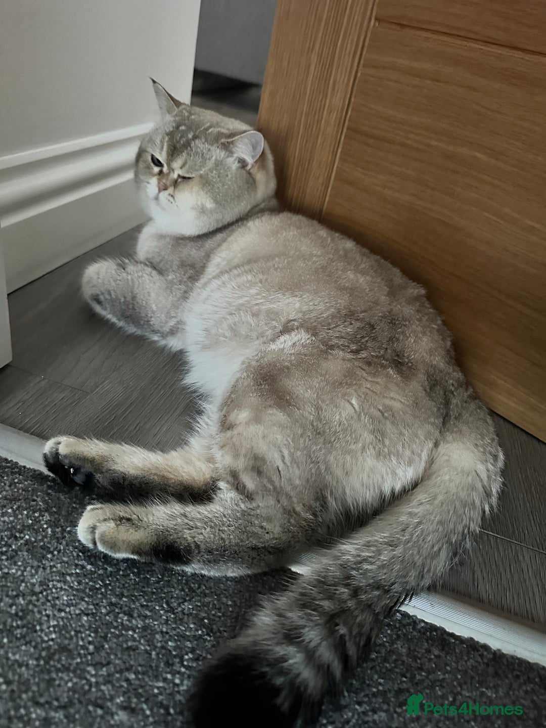 British Shorthair cats for stud: Teddy  - Advert 3