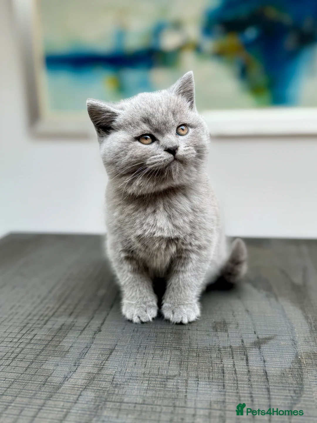 British Shorthair cats for sale: Stunning Pedigree British Shorthair Kittens - Advert 4
