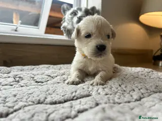 Golden Retriever dogs Gorgeous golden retriever pups - Advert 2