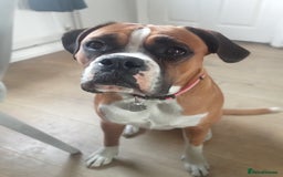 Boxer dogs for sale: Female dog for sale - Image 5