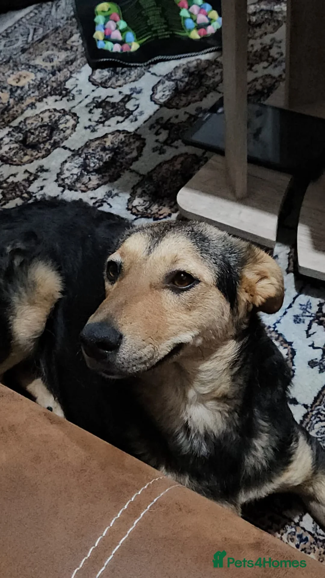 Mixed Breed dogs for adoption: 🐾 Meet Larisa - a gentle girl for a Loving Home💛 - Advert 34